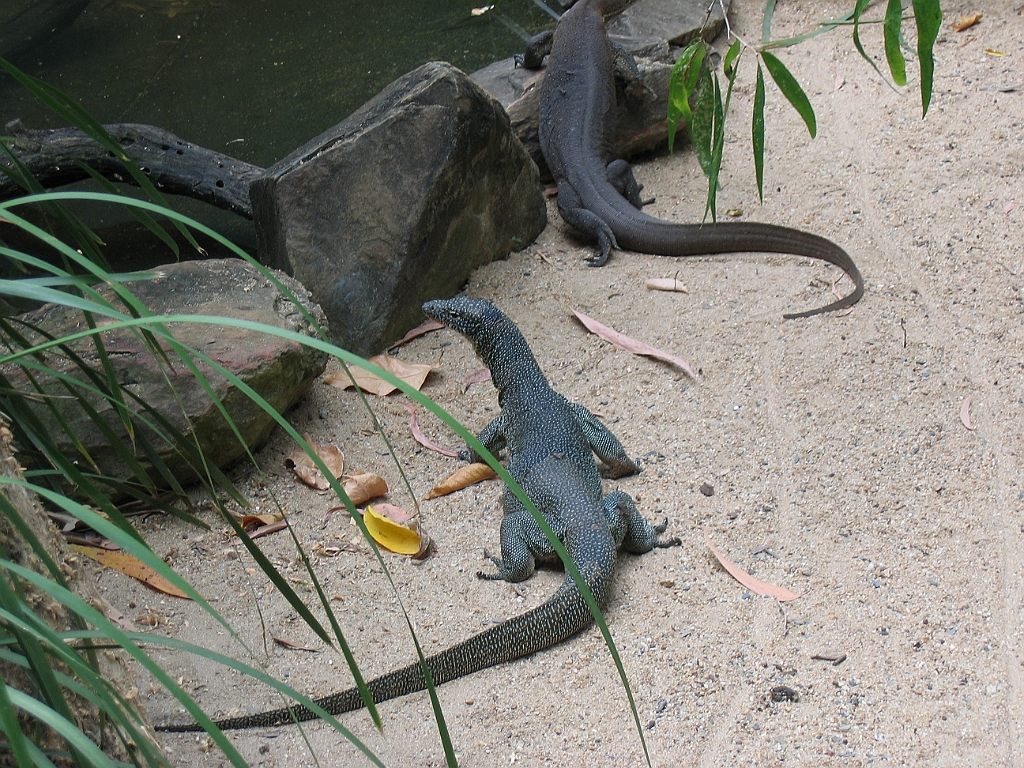 CairnsTC205 Cairns Tropical Zoo.jpg